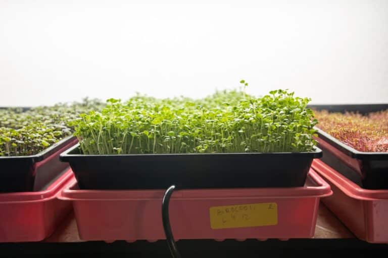 broccoli microgreen recipes