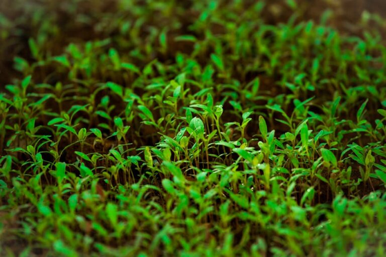 coffee grounds for microgreens