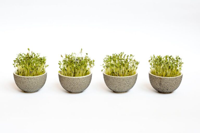 best microgreens for health