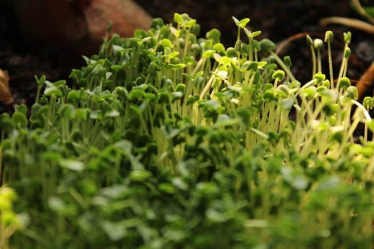 pea microgreen seeds