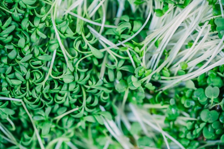 microgreens anti inflammatory benefits
