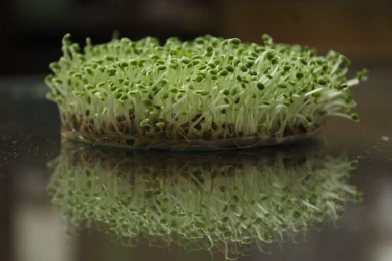 hydroponic microgreens