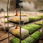 humidity control microgreens growth