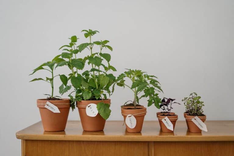 Indoor herb garden