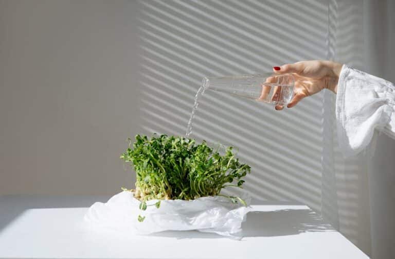 bottom watering microgreens tray