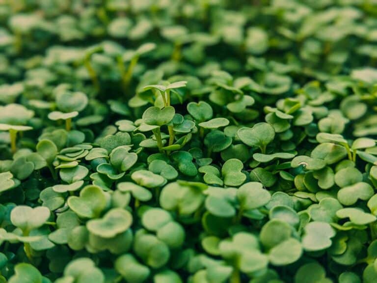 best humidity for microgreens