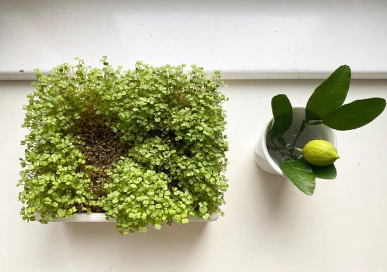 compact microgreens grow station