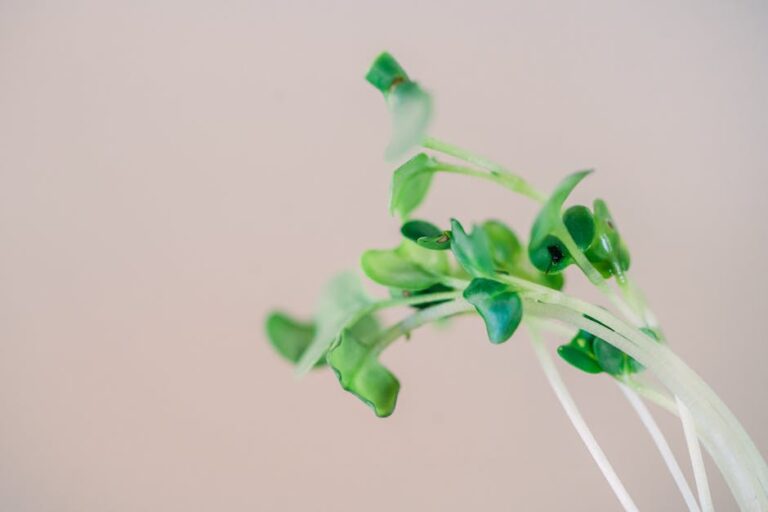 health benefits of radish microgreens