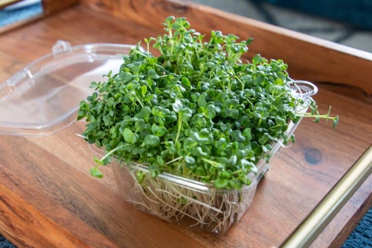 homemade microgreen trays