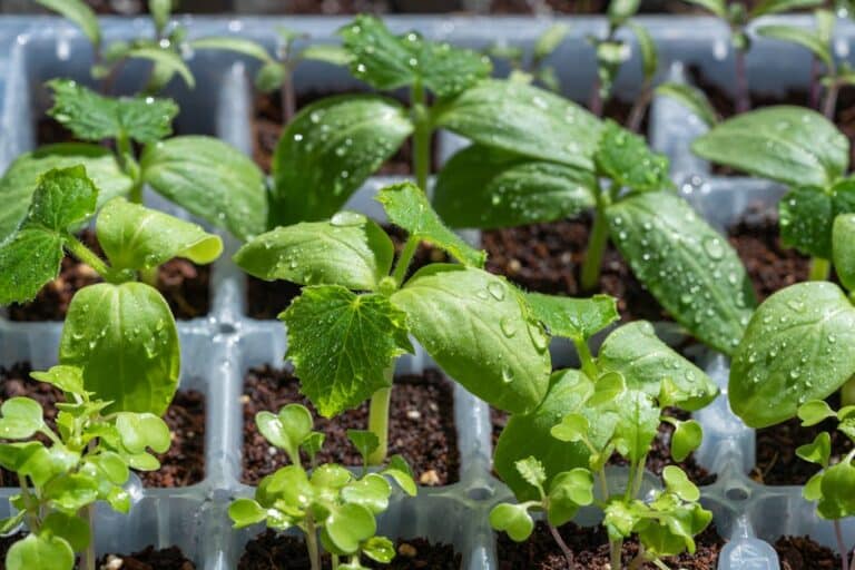 growing sprouts in trays
