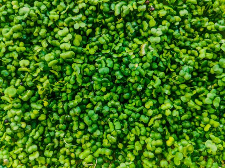 nutrient dense microgreen recipes