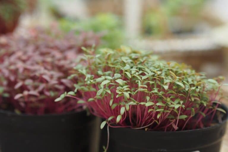 best microgreens for beginners