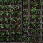 microgreen trays