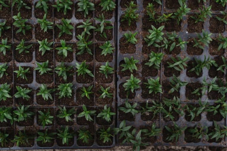 microgreen trays