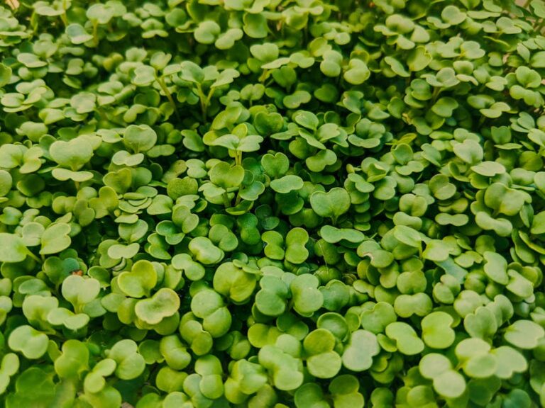 benefits of arugula microgreens