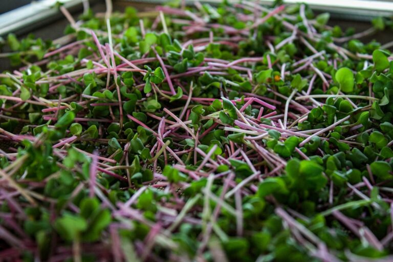 antioxidant rich microgreens snacks