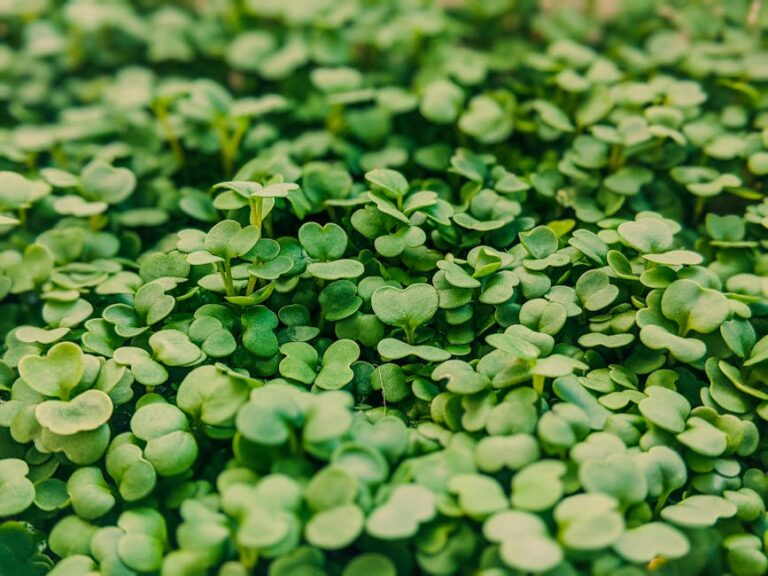 affordable humidity control microgreens