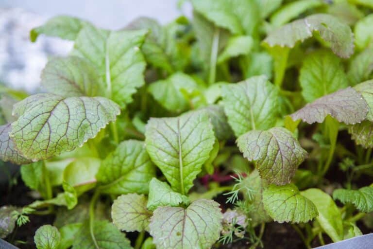 in garden microgreens