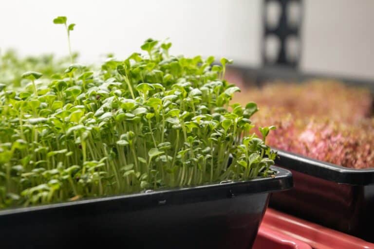 microgreen growing kit with light