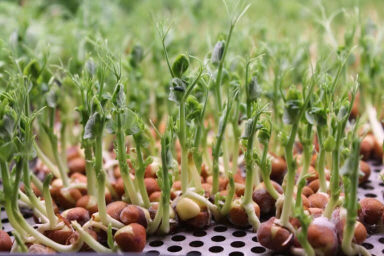 pea shoot microgreens recipes