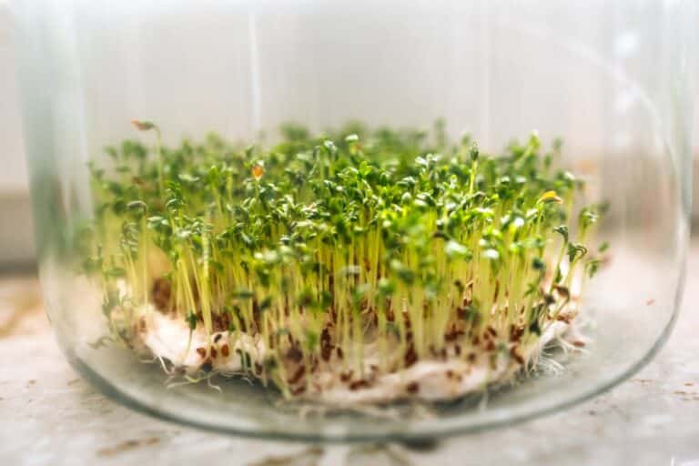 growing microgreens for beginners