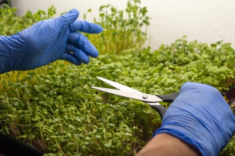 microgreen harvesting tips home