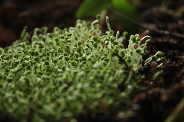 window sill microgreens grow