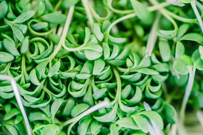 microgreens humidity too low