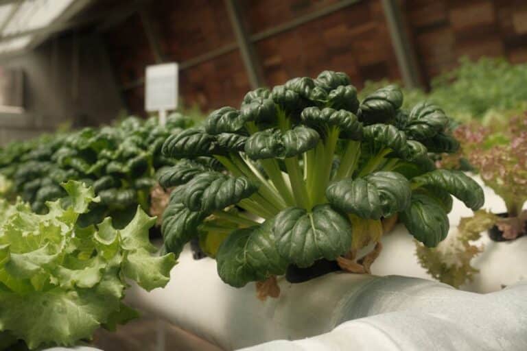 how to grow hydroponic microgreens