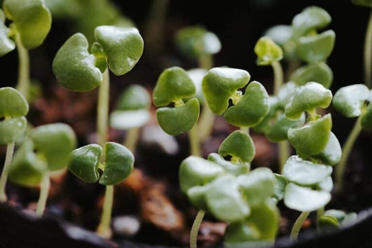 growing microgreens indoors