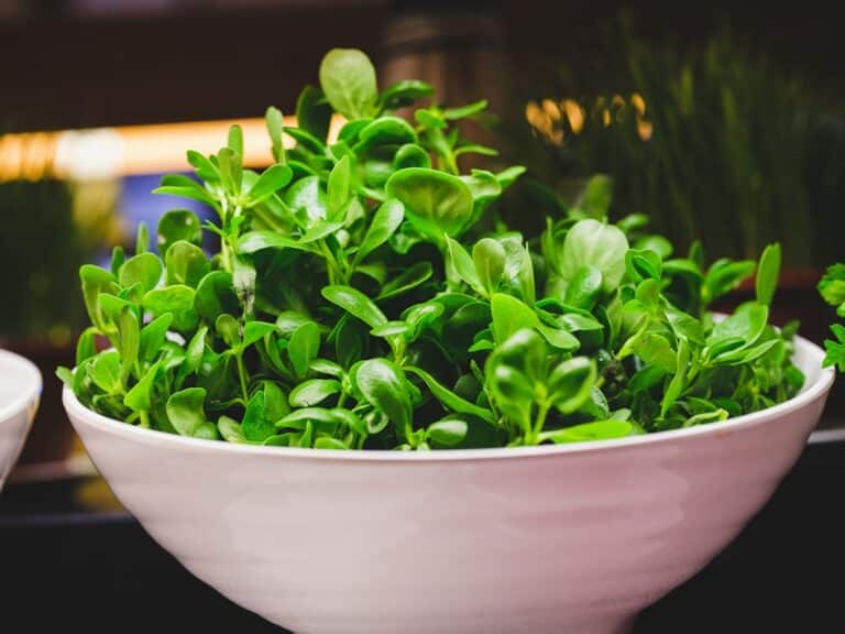 best microgreens for juicing