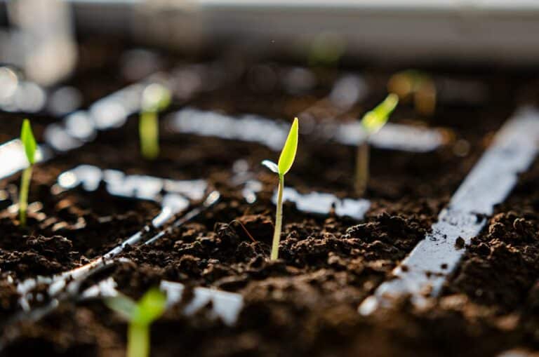 germinate microgreens humidity dome