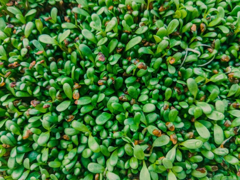 expert tips growing microgreens
