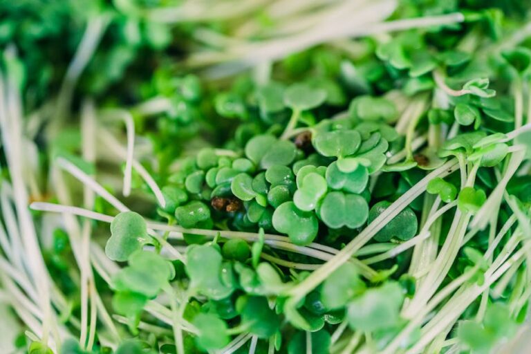 organic microgreen fertilizer recipe
