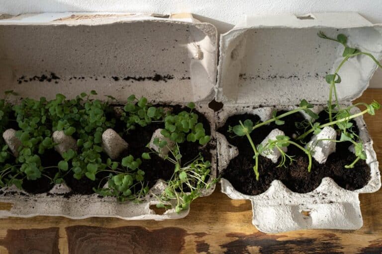 indoor microgreens growing kit