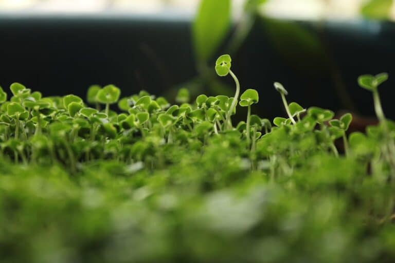 prevent mold microgreens humidity