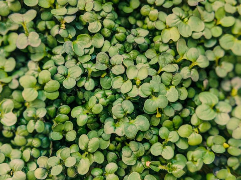 selling microgreens for profit