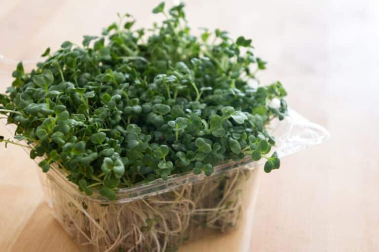 microgreens growing supplies