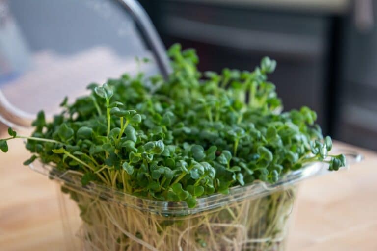 microgreens uses and benefits