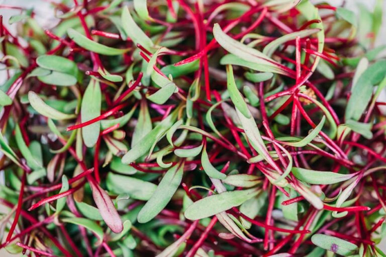 diy microgreen kit