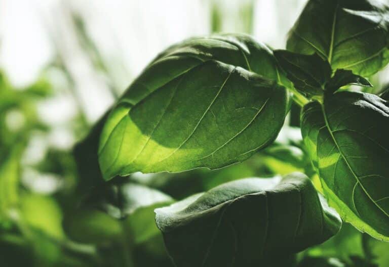 basil microgreens recipes