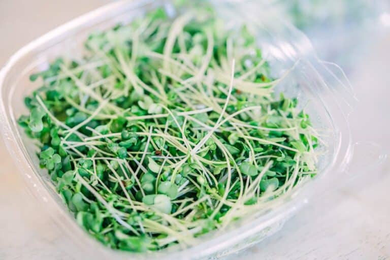 benefits of broccoli microgreens